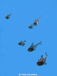 Baby Vanicoro Swepers ; they are transparent in baby time!!! by Seda Karadeniz 